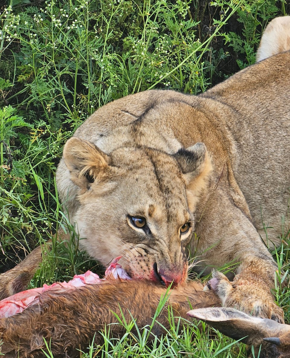 Nairobi national park