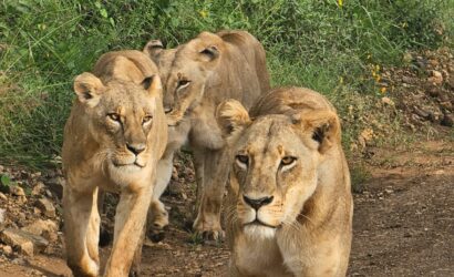 nairobi national park