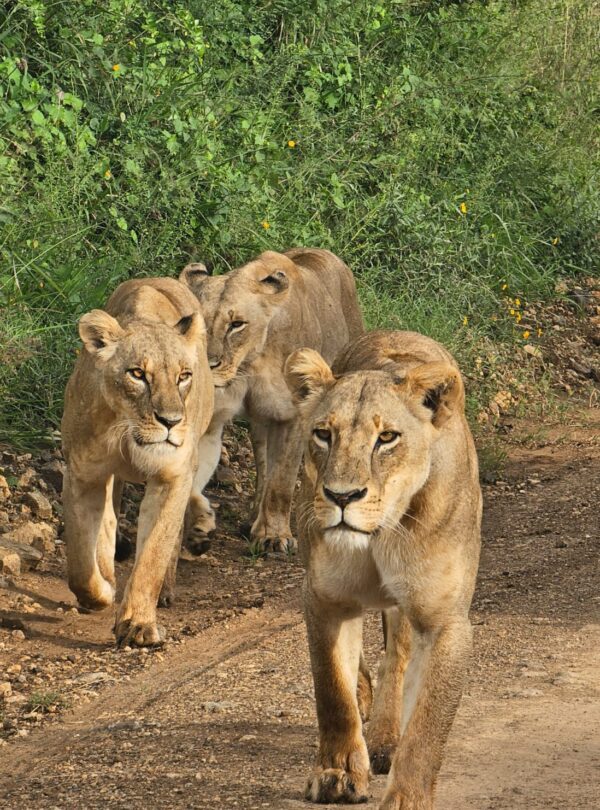 nairobi national park