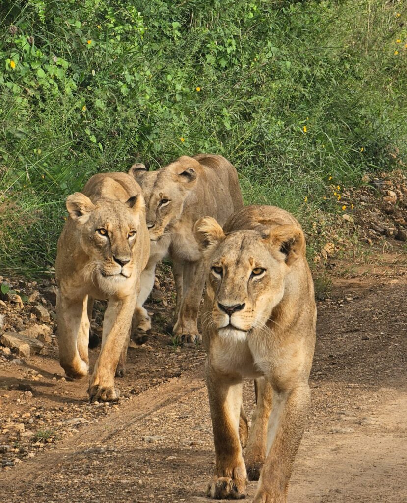 nairobi national park