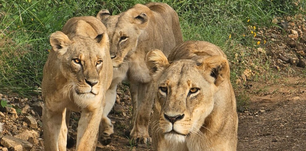 nairobi national park