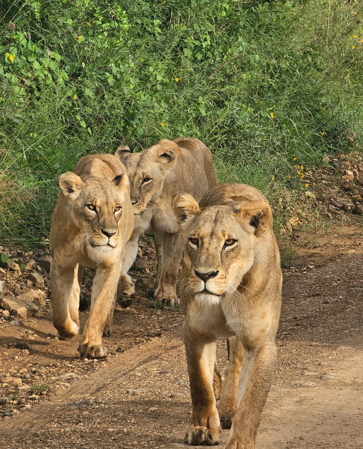 nairobi national park