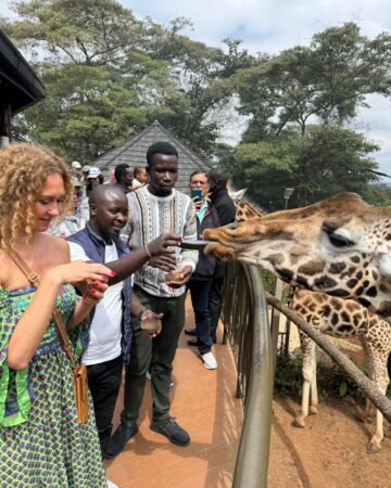 Giraffe feeding 