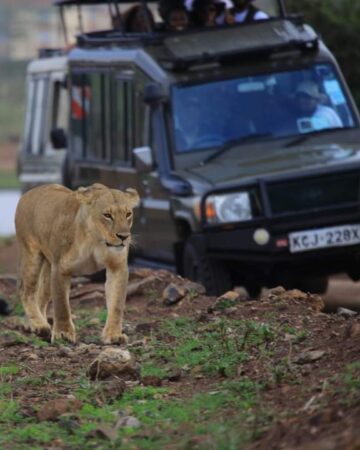 Wildlife Viewing