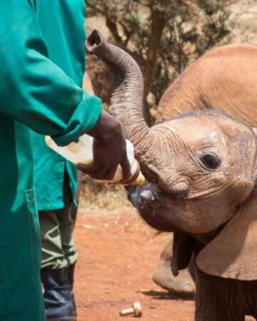 Elephant Orphanage 